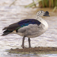 Knob-billed Duck